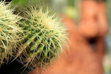 The golden barrel cactus plant​ ,Echinocactus grusonii with beautiful yellow thorns growing in the garden.