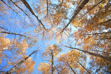 trees in the park