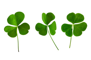 green clover leaves isolated on white background. St.Patrick 's Day