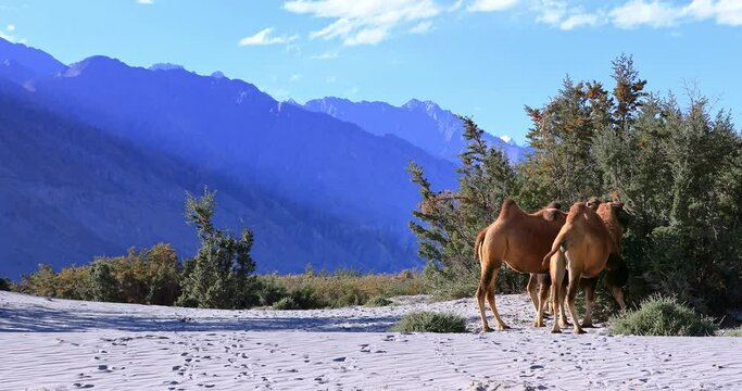 Beautiful wild nature ladscape of Ladakh. Nubra valley desert and camels in bush forest