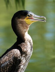 Double-crested cormorant