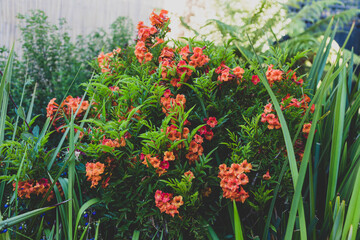 tacoma plant with orange flowers and dianella grasses outdoor in sunny backyard