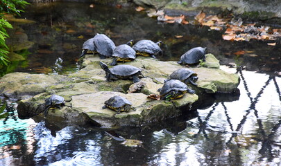 Viele Schildkröten auf einem Felsen im See