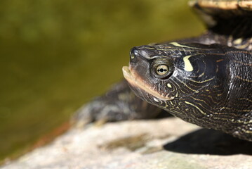 Schildkröte auf einem Fels im Teich