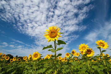 Tall sunflower with puffy clouds