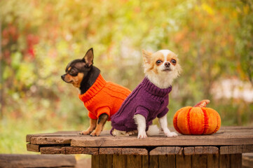 Dogs in clothes. Chihuahuas sit on a stump and look away. Two dogs in nature near a pumpkin.