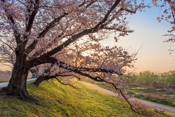 Fototapeta na wymiar 京都　背割堤の桜