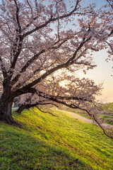 京都　背割堤の桜