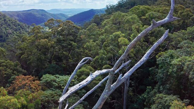Tree tops canopy of Rainforest Kondalilla National Park Queensland Australia
