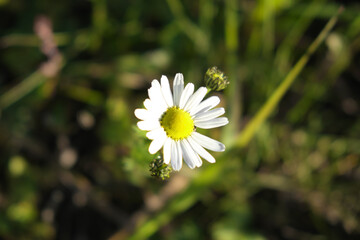 Close up with a daisy