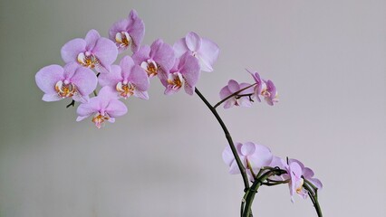 Orchid.
