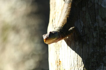 lizard on tree