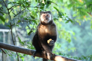 monkey eats cookies