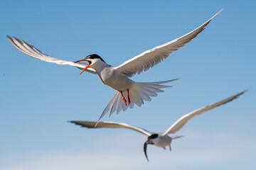 Common terns in flight. Sky background. Front view. Scientific name: Sterna hirundo. Ladoga lake. Russia.