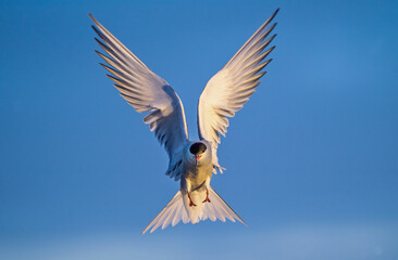 Tern with spread wings in flight. Front view. Blue sky background. Adult common tern in flight. Sterna hirundo. Natural habitat, summer season. Ladoga Lake