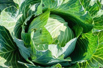 Cabbage