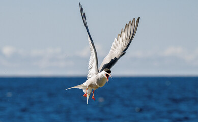 Tern with spread wings in flight. Front view. Blue sky and  sea waves in the background. Adult common tern in flight. Sterna hirundo. Natural habitat, summer season. Ladoga Lake