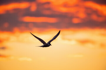 Silhouette of flying common tern. Flying common tern on the red sunset sky background. Scientific name: Sterna hirundo. natural habitat. Russia. Ladoga Lake.