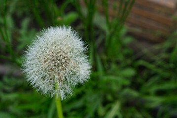 White dandelion in summer on a background of green grass closeup