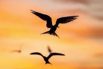 Fototapeta na wymiar Silhouette of flying common tern. Flying common tern on the red sunset sky background. Scientific name: Sterna hirundo. natural habitat. Russia. Ladoga Lake.