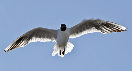 Black-headed Gull (Larus ridibundus) in flight on the blue sky background.  Front. Backlit.