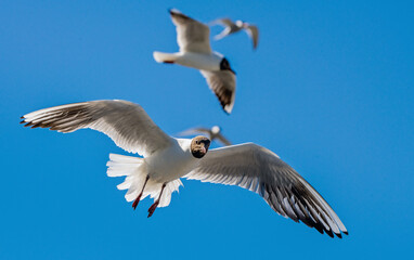 Black-headed Gull (Larus ridibundus) in flight on the blue sky background.  Front. Backlit.