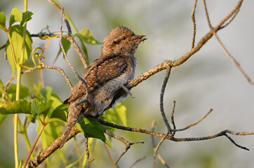 The bird holds ants and ant larvae in its beak. Eurasian wryneck or northern wryneck (Jynx torquilla).