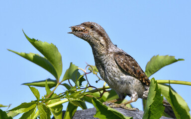 The bird holds ants and ant larvae in its beak. Eurasian wryneck or northern wryneck (Jynx torquilla).