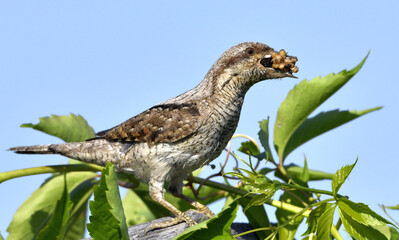 The bird holds ants and ant larvae in its beak. Eurasian wryneck or northern wryneck (Jynx torquilla).