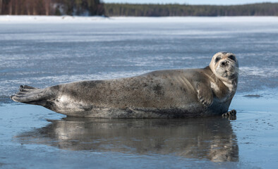 Adult seal resting on an ice floe. Side view, close up portrait. The bearded seal, also called the square flipper seal. Scientific name: Erignathus barbatus. Natural habitat. White sea, Russia