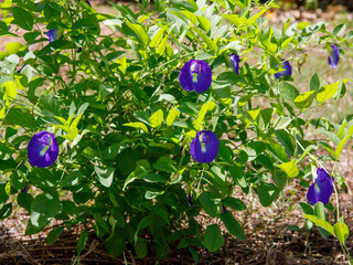 Bush of Blue flower Asian pigeonwings Clitoria ternatea bluebellvine blue pea butterfly pea cordofan pea ,darwin pea ,tropical flowering plants ,soft selective focus for pretty background ,copy space