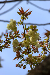 白峯神宮の境内に咲く鬱金桜