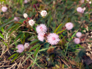 Close-up Mimosa-Pudica flower touched its leaves to furl wild plant 