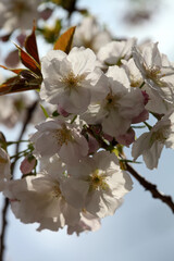 雨宝院の境内の桜