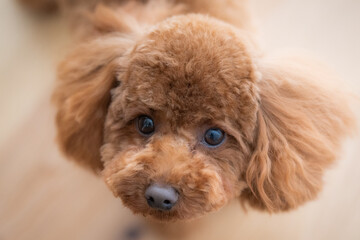 見上げる犬（サマーカット）