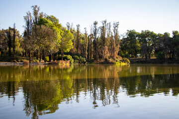 Forest at the foot of the lake, in the Tezozomoc park in Mexico. © Yhenny