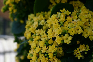 yellow flowers in the garden
