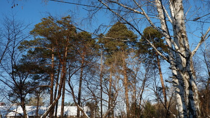 trees jn winter Yekaterinburg Russia