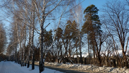 trees jn winter Yekaterinburg Russia