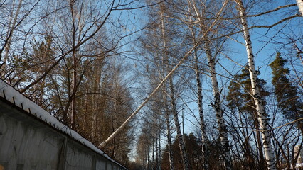 trees jn winter Yekaterinburg Russia
