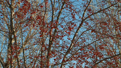 trees jn winter Yekaterinburg Russia