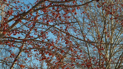 trees jn winter Yekaterinburg Russia