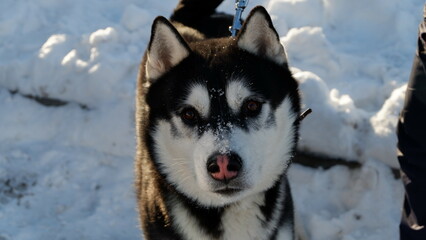 husky dog portrait
