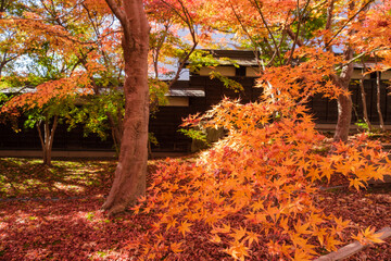 称念寺の陽差し