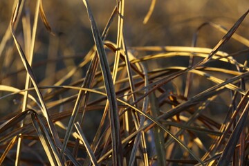 Late autumn. Dry golden grass at sunset