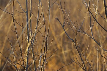 Late autumn. Dry branches of a shrub without leaves