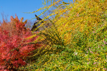 紅葉と鐘楼