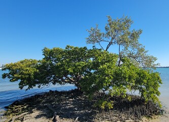 Tree on the shoreline