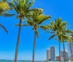 Miami palm trees against a clear blue sky.  © D Wiese Photography