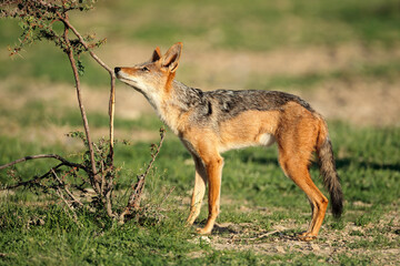 Fototapeta na wymiar Black-backed jackal (Canis mesomelas) in natural habitat, Kalahari desert, South Africa.